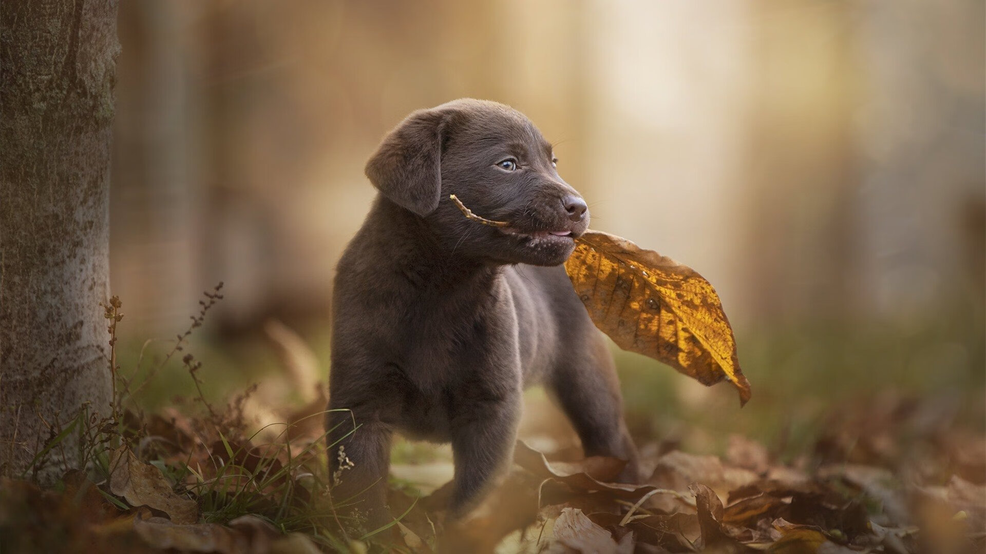 东契奇定律，当德甲争冠夜遇见舞台越大越强的篮球哲学